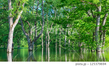 白川湖の水没林 125379694