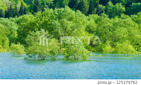 白川湖の水没林 125379702