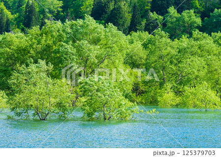 白川湖の水没林 125379703