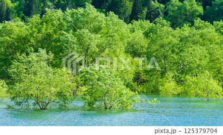 白川湖の水没林 125379704