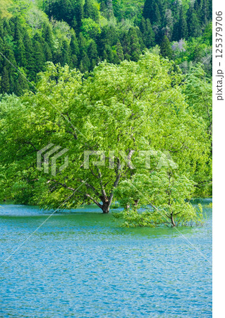 白川湖の水没林 125379706