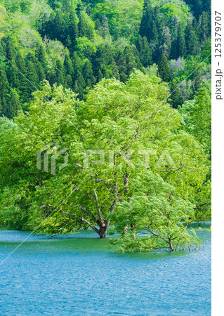 白川湖の水没林 125379707