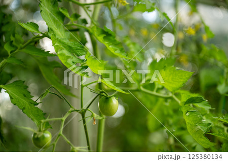 Unripe green tomato growing on plant in greenhouse with lush green leaves. 125380134