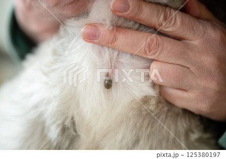 tweezers removing blood-soaked tick from dog fur, dangerous parasites in pets can cause infections 125380197