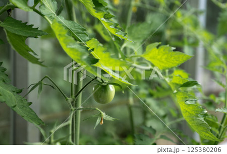 Unripe green tomato growing on plant in greenhouse with lush green leaves. Unripe green tomato growing on plant in greenhouse with lush green leaves. 125380206