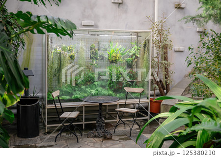 cozy seating area with metal table and wooden chairs in lush greenhouse with tropical plants 125380210
