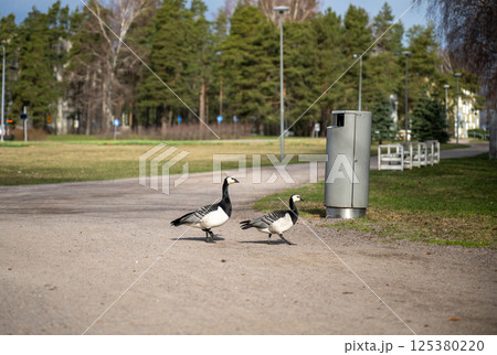 pair of geese grazing on green grass in urban park setting on cloudy day pair of geese grazing on green grass in urban park setting on cloudy day 125380220