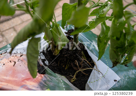 Close-up of tomato plant with exposed roots in plastic grow bag in greenhouse 125380239