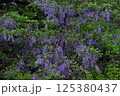 藤 藤 125380437
