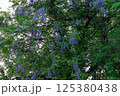 藤 藤 125380438
