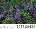 藤 藤 125380439