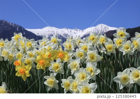 雪の中央アルプスを背に咲き誇るスイセン – 長野県駒ヶ根市 125380445