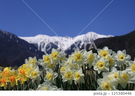 雪の中央アルプスを背に咲き誇るスイセン – 長野県駒ヶ根市 雪の中央アルプスを背に咲き誇るスイセン – 長野県駒ヶ根市 125380446