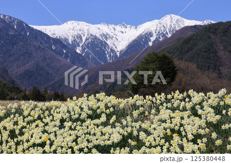 雪の中央アルプスを背に咲き誇るスイセン – 長野県駒ヶ根市 雪の中央アルプスを背に咲き誇るスイセン – 長野県駒ヶ根市 125380448