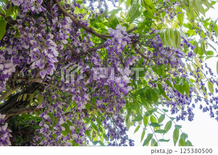 藤の花 125380500