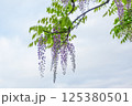 藤の花 藤の花 125380501