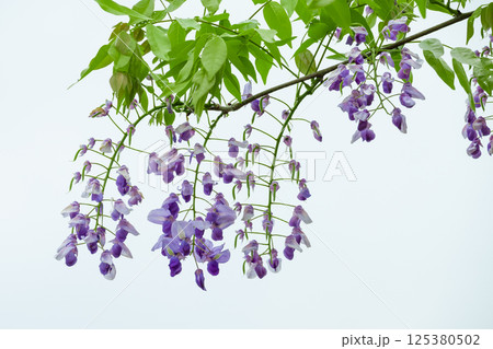 藤の花 125380502