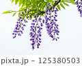 藤の花 藤の花 125380503