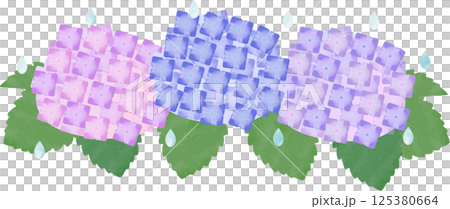雨と紫陽花 125380664