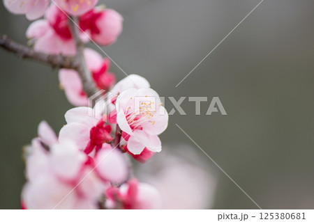 梅の花 125380681