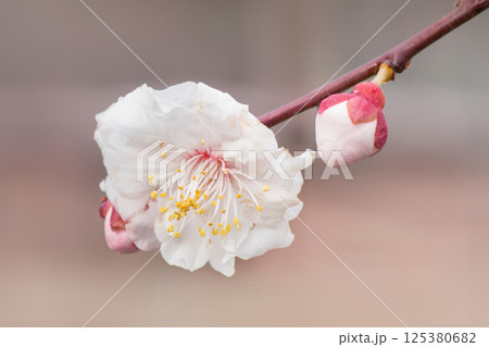 梅の花 125380682