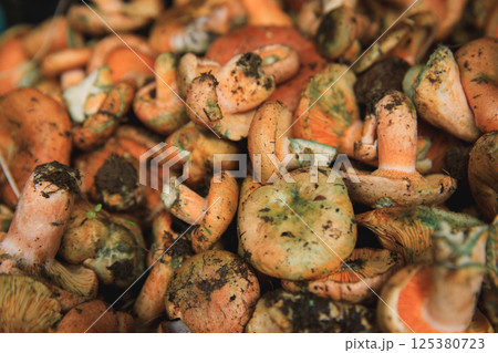 Many fresh picked mushrooms closeup 125380723
