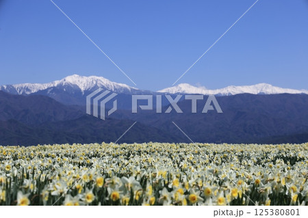 日本の春、スイセンと青空とアルプスの雪山のコントラスト – 長野県駒ヶ根市光前寺前 125380801
