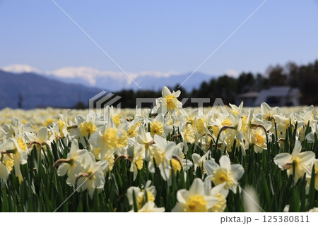 日本の春、スイセンと青空とアルプスの雪山のコントラスト – 長野県駒ヶ根市光前寺前 125380811