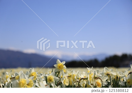 日本の春、スイセンと青空とアルプスの雪山のコントラスト – 長野県駒ヶ根市光前寺前 125380812