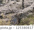 桜 125380817