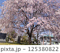 桜 125380822