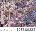 桜 125380823