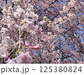 桜 125380824