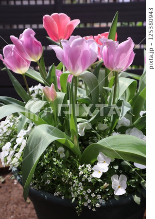 ピンクチューリップとビオラの寄せ植え 125380943