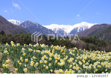 雪の中央アルプスを背に咲き誇るスイセン – 長野県駒ヶ根市 雪の中央アルプスを背に咲き誇るスイセン – 長野県駒ヶ根市 125381057