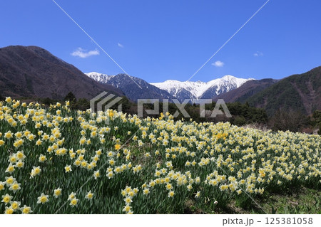 雪の中央アルプスを背に咲き誇るスイセン – 長野県駒ヶ根市 雪の中央アルプスを背に咲き誇るスイセン – 長野県駒ヶ根市 125381058