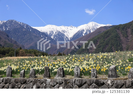 雪の中央アルプスを背に咲き誇るスイセン – 長野県駒ヶ根市 125381130