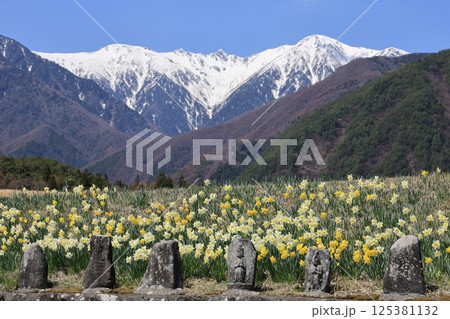 雪の中央アルプスを背に咲き誇るスイセン – 長野県駒ヶ根市 雪の中央アルプスを背に咲き誇るスイセン – 長野県駒ヶ根市 125381132