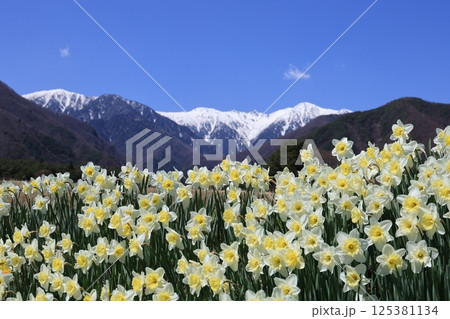 雪の中央アルプスを背に咲き誇るスイセン – 長野県駒ヶ根市 125381134