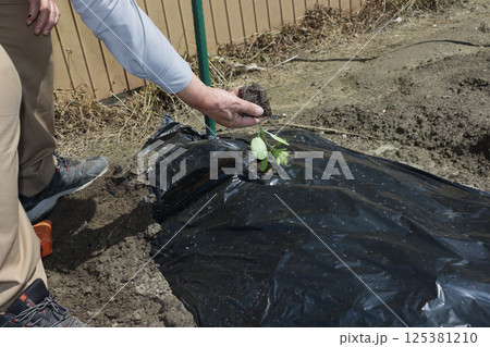 ゴーヤの植え付け 125381210