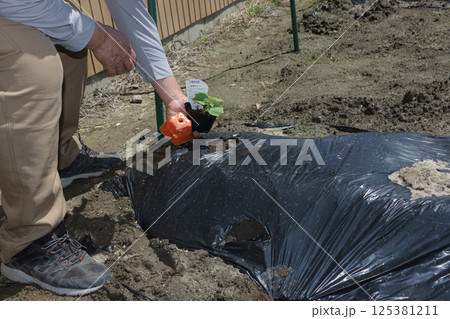 ゴーヤの植え付け ゴーヤの植え付け 125381211