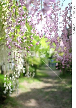 藤の花 藤の花 125381222