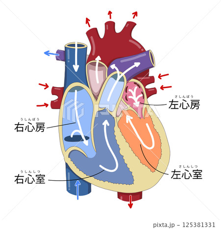 心臓の細かい構造と血液の流れ・各部位の名称がわかりやすい断面イラスト 125381331