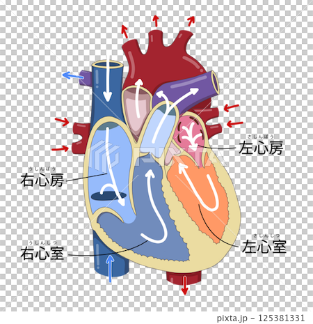 心臓の細かい構造と血液の流れ・各部位の名称がわかりやすい断面イラスト 125381331