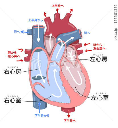 心臓の細かい構造と血液の流れ・各部位の名称がわかりやすい断面イラスト 125381332
