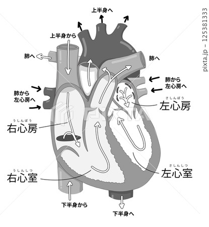 心臓の細かい構造と血液の流れ・各部位の名称がわかりやすい断面イラスト 125381333