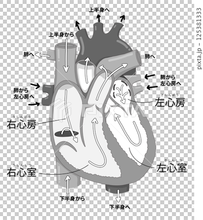 心臓の細かい構造と血液の流れ・各部位の名称がわかりやすい断面イラスト 125381333