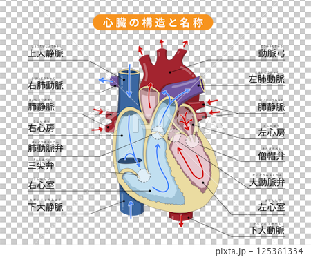 心臓の細かい構造と血液の流れ・各部位の名称がわかりやすい断面イラスト 125381334