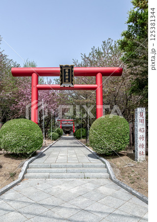 鳥居が綺麗な朱色になった春の見川稲荷神社拝殿と鳥居 鳥居が綺麗な朱色になった春の見川稲荷神社拝殿と鳥居 125381344