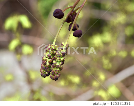 アケビ科の落葉性つる植物 ミツバアケビの雄花と雌花 アケビ科の落葉性つる植物 ミツバアケビの雄花と雌花 125381351